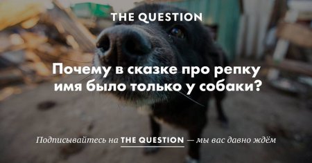 Добавить в Избранное. TheQuestion: Почему в сказке про репку имя было только у собаки?