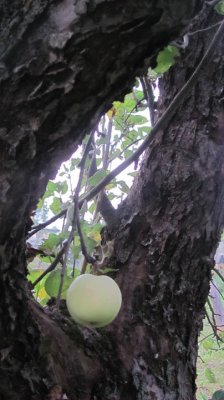 Старая яблоня в нашем саду. Ашукино.