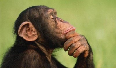 Обезьяны не идеализируют альфа-самца. Шимпанзе.