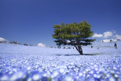 Японский парк цветов Хитачи-Сисайд в Хитатинака.